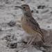 Etosha Spike-heeled Lark - Photo (c) Peter Erb, some rights reserved (CC BY-NC), uploaded by Peter Erb