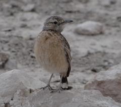 Chersomanes albofasciata erikssoni