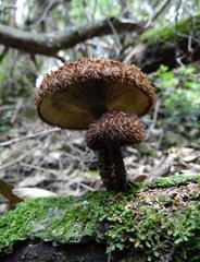 Lentinus stuppeus