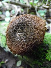 Lentinus stuppeus
