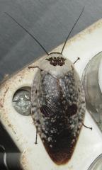 Gyna caffrorum
