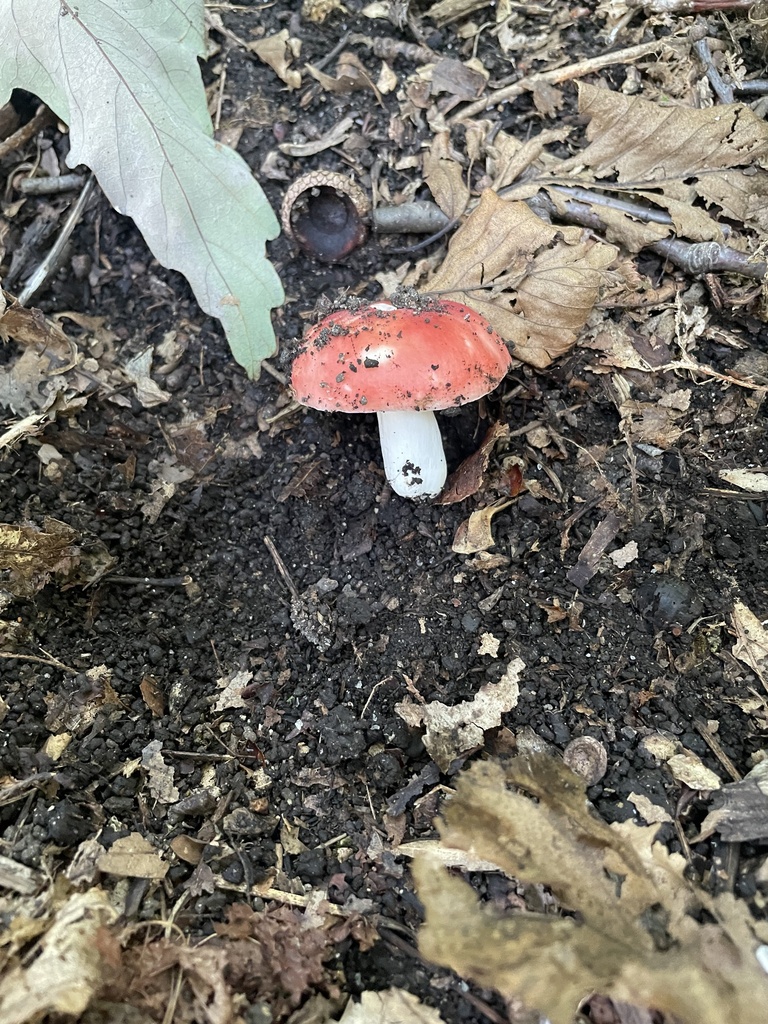 brittlegills from Black River Rd, Bethlehem, PA, US on August 17, 2023