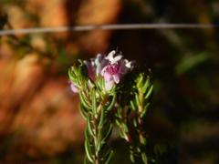 Phylica lachneaeoides