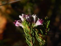 Phylica lachneaeoides