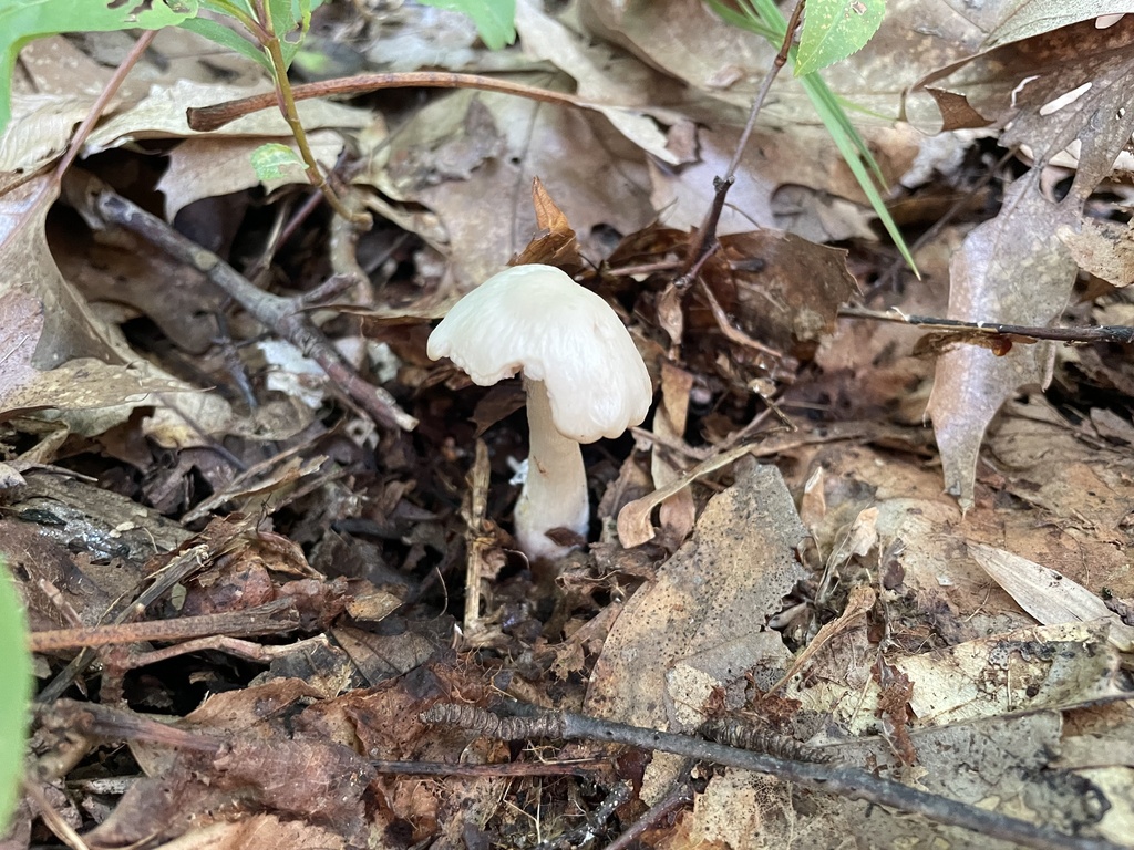 Pinkgills from Black River Rd, Bethlehem, PA, US on August 17, 2023 at