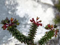 Agathosma ciliaris
