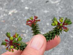 Agathosma ciliaris