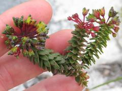 Agathosma ciliaris