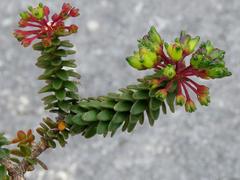 Agathosma ciliaris