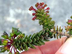 Agathosma ciliaris