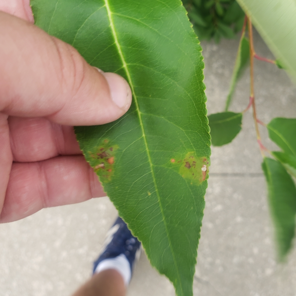 Leaf Blotch Miner Moths from Erie, PA 16501, USA on August 17, 2023 at ...