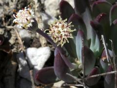 Curio crassulifolius