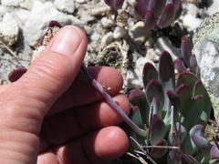 Curio crassulifolius