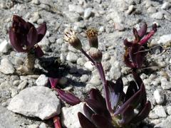 Curio crassulifolius