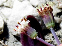 Curio crassulifolius