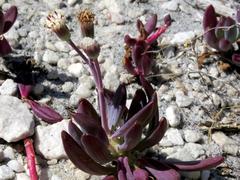 Curio crassulifolius