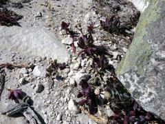 Curio crassulifolius