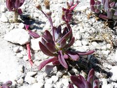 Curio crassulifolius