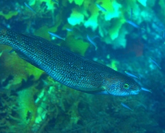 Olisthops cyanomelas