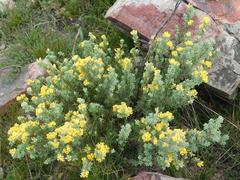 Aspalathus cytisoides