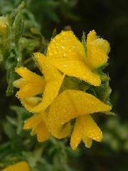 Aspalathus cytisoides