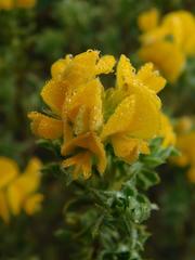 Aspalathus cytisoides