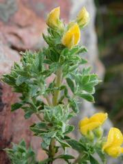 Aspalathus cytisoides