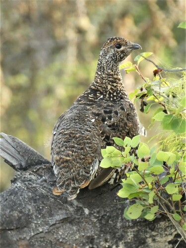 Spruce Grouse