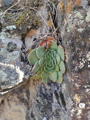 Turkish stonecrop (Rosularia platyphylla)