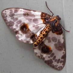 Abraxas amicula-illuminata