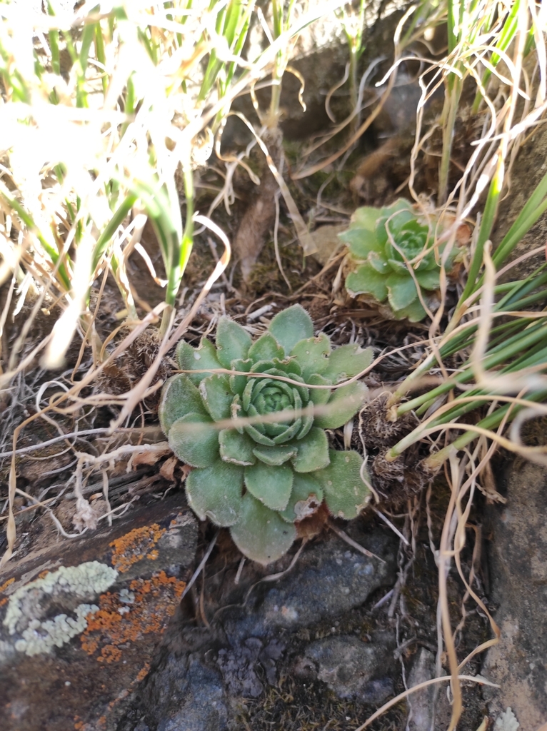 Rosularia platyphylla (Schrenk) A.Berger 2