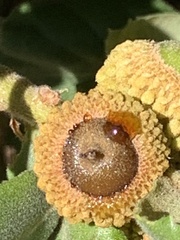 Quercus durata var. durata
