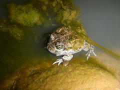 Tomopterna delalandii