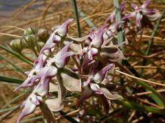 Asclepias stellifera