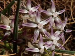 Asclepias stellifera