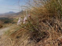 Asclepias stellifera