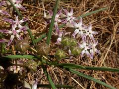 Asclepias stellifera