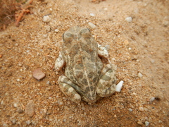 Tomopterna delalandii