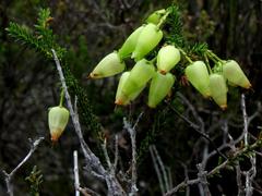 Erica urna-viridis