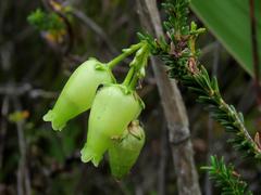 Erica urna-viridis