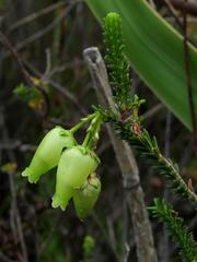 Erica urna-viridis