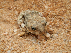 Tomopterna delalandii