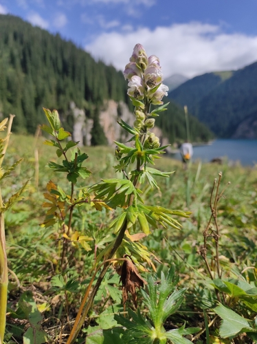 Image of Aconitum rotundifolium by no rights reserved