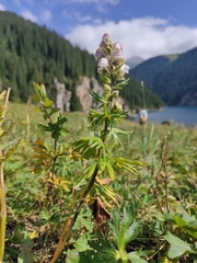 Dmitry Lyskov, CC0, iNaturalist via GBIF Aconitum rotundifolium, photograph Dmitry Lyskov, CC0, iNaturalist via GBIF