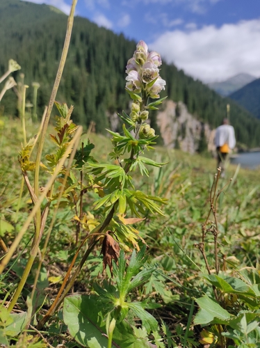 Aconitum rotundifolium, photograph 4