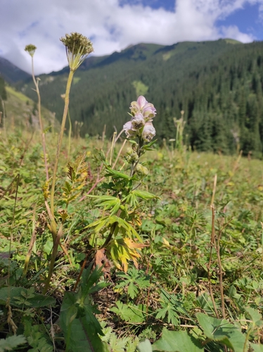 Image of Aconitum rotundifolium by no rights reserved