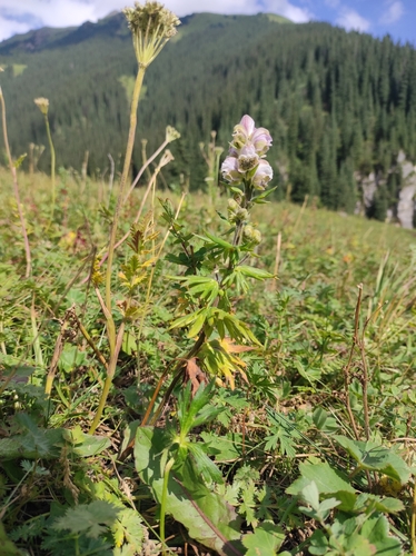 Image of Aconitum rotundifolium by no rights reserved