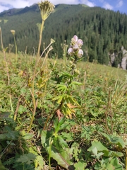 Aconitum rotundifolium, photograph Dmitry Lyskov, CC0, iNaturalist via GBIF