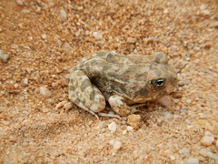 Tomopterna delalandii