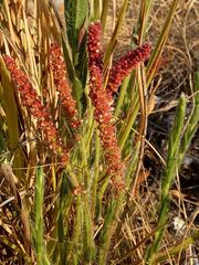 Acalypha depressinerva